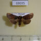 69035p Limacodidae Phrixolepia luoi Thailand $9