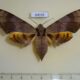 69039p Sphingidae Ambulyx substrigilis f Thailand $15