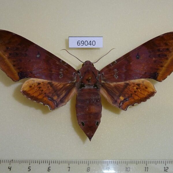 Sphingidae Ambulyx moorei f Thailand