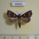 69041p Noctuidae Thalatta argentipuncta Thailand $10