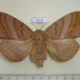 69049p Lasiocampidae Kunugia placida f Thailand $15