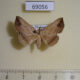 69056p Noctuidae Blasticorhinus fasciosa Thailand $4