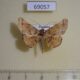 69057p Noctuidae Pleurona falcata Thailand $9