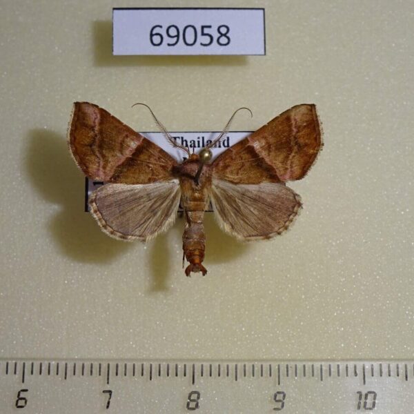 Noctuidae Radara infundens Thailand