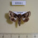 69061p Noctuidae Aedia sp. perdicipennis Thailand $6