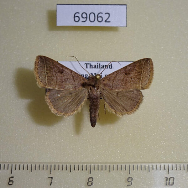 Noctuidae Bocula caradrinoides Thailand