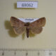 69062p Noctuidae Bocula caradrinoides Thailand $9
