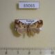 69065p Noctuidae Chorsia sp. Thailand $5