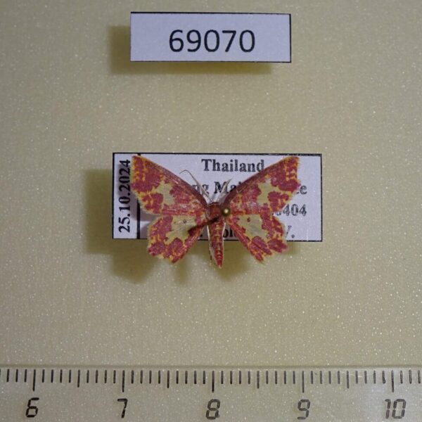 Geometridae Chrysocraspeda faganaria Thailand