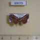 69079p Noctuidae Zurobata vacillans Thailand $12