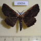 69094p Geometridae Ephemerophila sp. anaplagiata Thailand $6