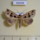 69098p Noctuidae Anoba polyspila Thailand $8