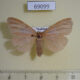 69099p Lymantridae Pantana substrigosa f Thailand $8