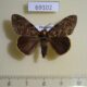 69102p Lymantridae Locharna strigipennis Thailand $13