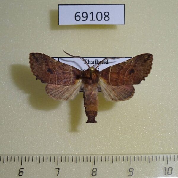 Noctuidae Ossonoba torpida Thailand