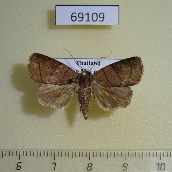 Noctuidae Elydna hypenoides Thailand