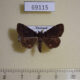 69115p Noctuidae Diomea sp. Thailand $9