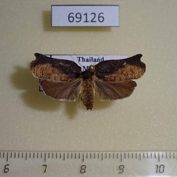 Tortricidae Homona eductana Thailand
