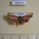 69127p Pyralidae Zitha sp. f Thailand $6