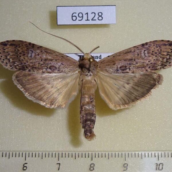 Notodontiidae Thacona punctifascia Thailand