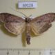 69128p Notodontiidae Thacona punctifascia Thailand $10