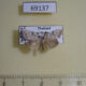69137p Noctuidae Barasa lunisigna Thailand $7