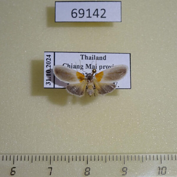 Arctiidae Ovipennis binghami Thailand