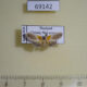 69142p Arctiidae Ovipennis binghami Thailand $10