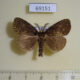69151p Lymantridae Dasychira sp. chekiangensis Thailand $6