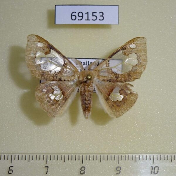 Lymantridae Carriola seminsula Thailand