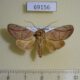 69156p Noctuidae sp. Thailand $15
