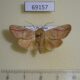 69157p Noctuidae sp. Thailand $15