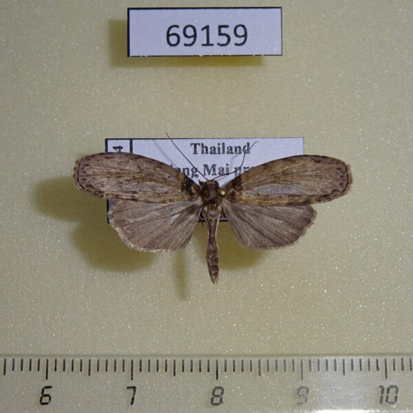 Euteliidae Sigmuncus arcuata Thailand