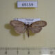 69159p Moth Sigmuncus arcuata Thailand $10