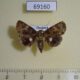69160p Noctuidae Ecpatia sp. longinquua Thailand $6