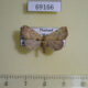 69166p Noctuidae sp. f Thailand $7