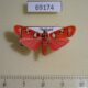 69174p Arctiidae Cyana weerawoothi Thailand $15