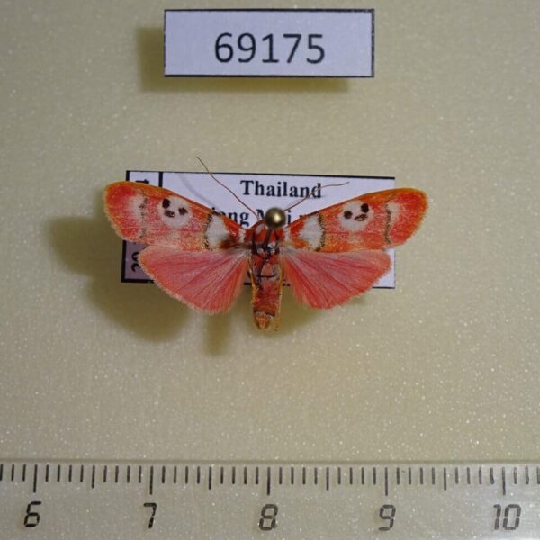 Arctiidae Cyana weerawoothi Thailand