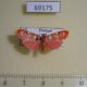 69175p Arctiidae Cyana weerawoothi Thailand $8