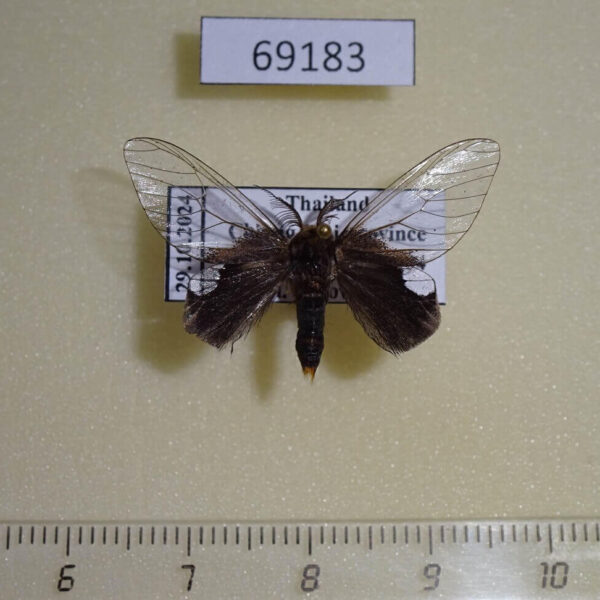 Lymantridae Perina nuda Thailand