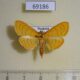 69186p Crambidae Spinosuncus contractalis Thailand $6