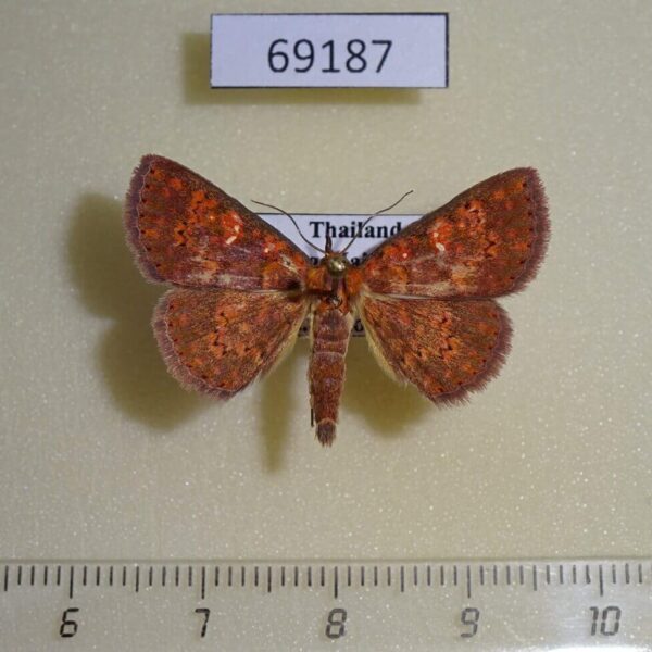 Noctuidae Sarobides inconclusa Thailand