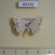 69192p Geometridae Scopula sp. addictaria Thailand $5