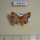 69193p Noctuidae Corgatha tornalis Thailand $9