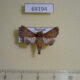 69194p Euteliidae Penicillaria simplex Thailand $10