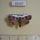 69197p Noctuidae Aquis orbicularis Thailand $8