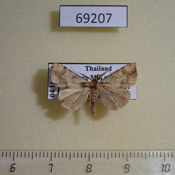 Noctuidae Chorsia sp. Thailand