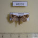 69208p Noctuidae sp. Thailand $4