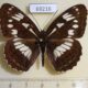 69216p Nymphalidae Limenitis helmanni Primorye $5