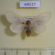 69227p Lymantridae Perina nuda f Thailand $20